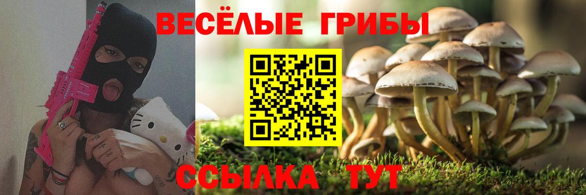 Псилоцибиновые грибы Psilocybe  Вход с VPN  Апрелевка 